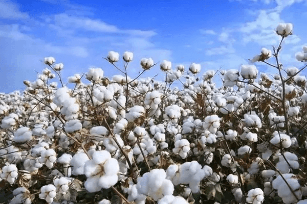 6月21日起出口美国含新疆棉的纺织品可能会受限